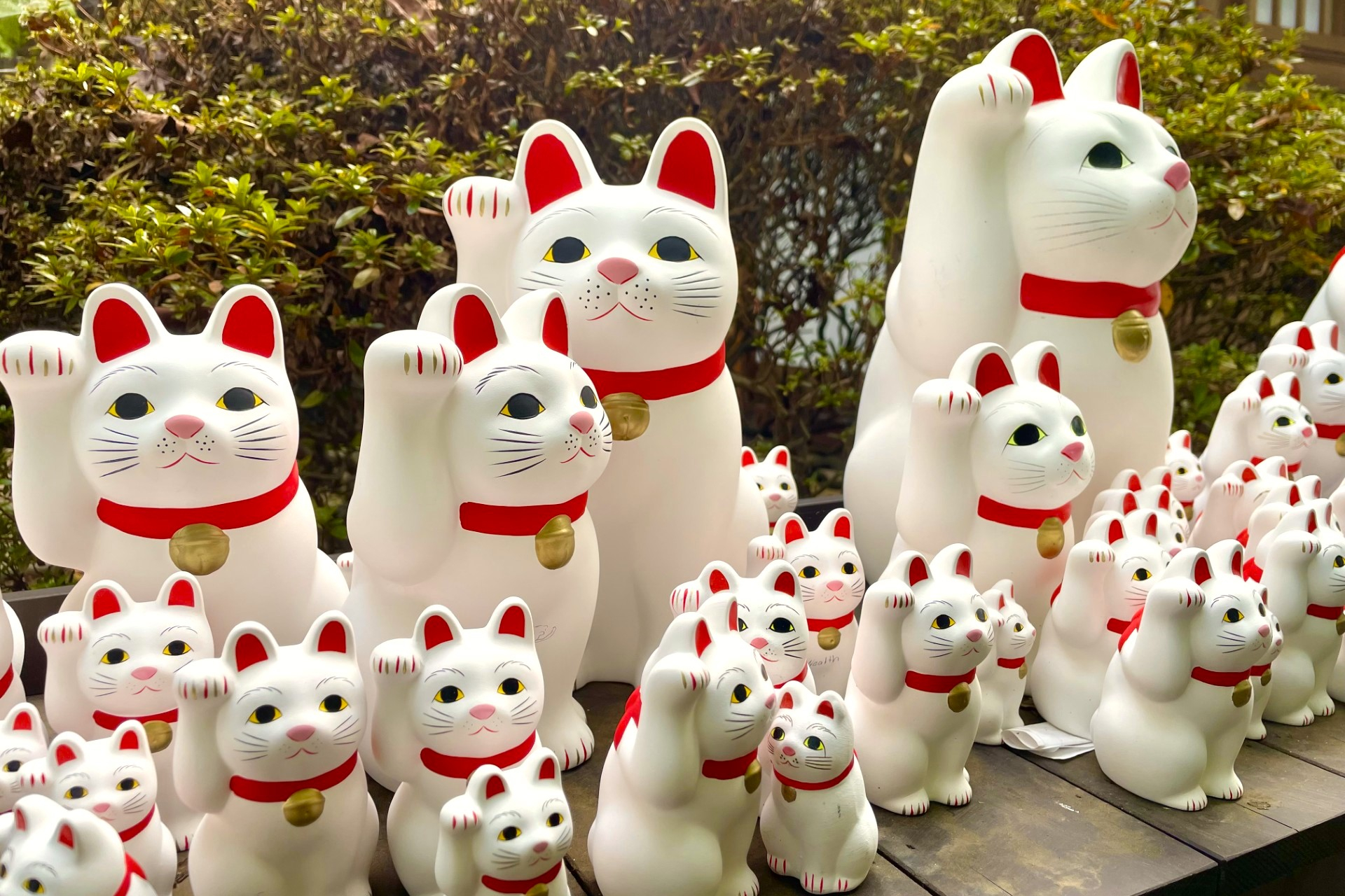 Gotokuji Cat temple, Shinjuku Cat cafe and 3D Cat tour