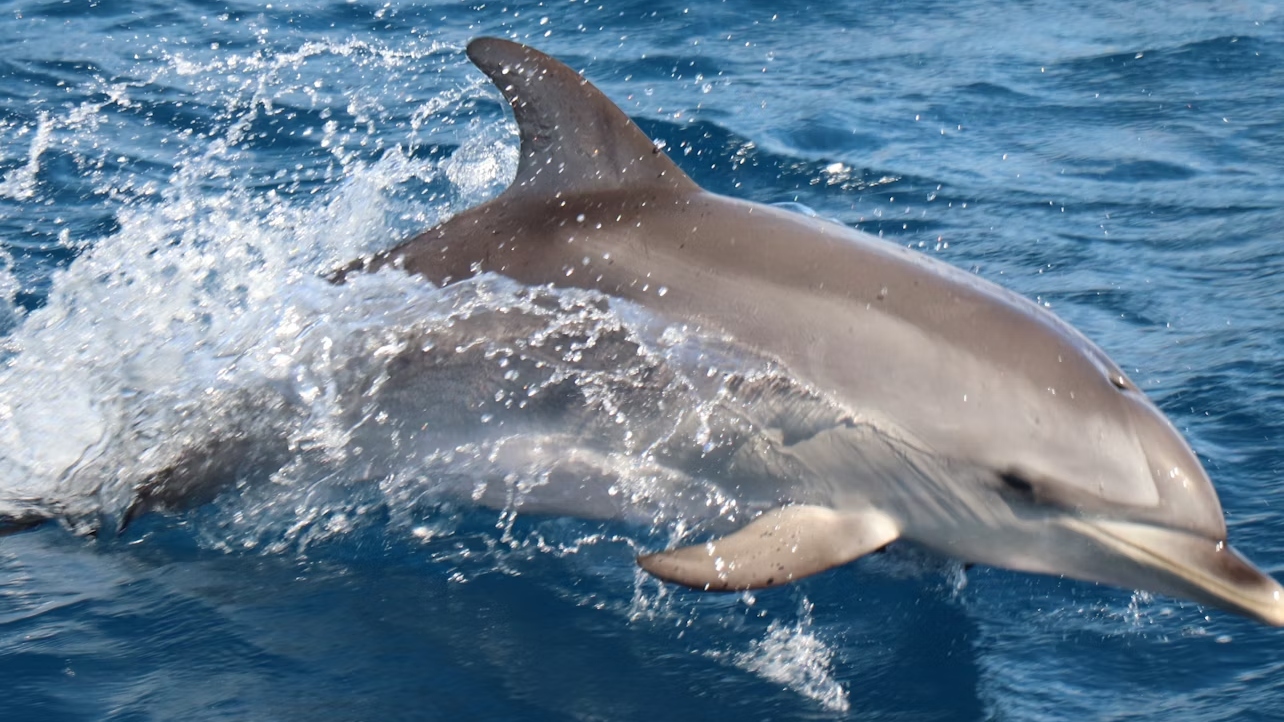 Dolphin and whale watching tour in Fuerteventura