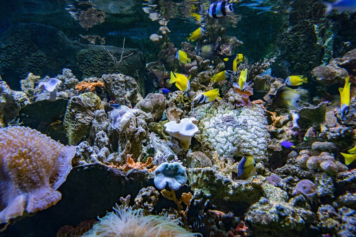 在雅加達安卒海洋世界，驚歎於美麗而充滿異國情調的魚類，同時瞭解海洋保護知識