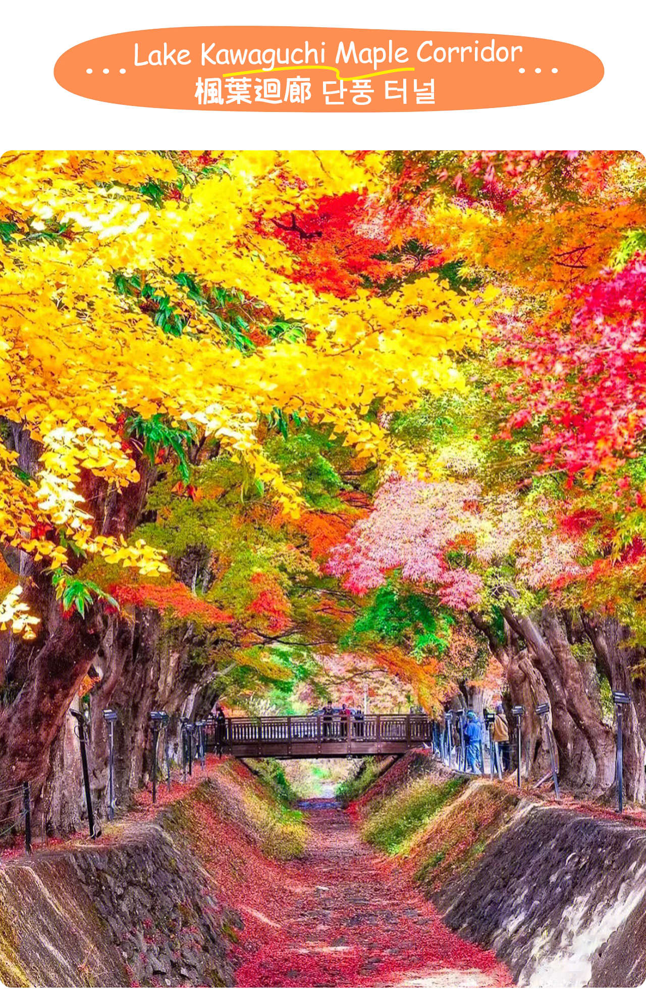 楓葉迴廊以兩側火紅與金黃的楓樹相映成景,是秋季欣賞富士山與紅葉的絕佳勝地。 楓葉迴廊以兩側火紅與金黃的楓樹相映成景,是秋季欣賞富士山與紅葉的絕佳勝地。