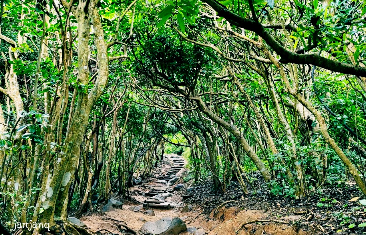 糸島芥屋大門公園內的神秘小徑,入口被茂密灌木環繞,宛如宮崎駿動畫中的奇幻森林。步道幽深靜謐,漫步其中彷彿步入童話世界,是近年爆紅的網紅打卡點。 糸島芥屋大門公園內的神秘小徑,入口被茂密灌木環繞,宛如宮崎駿動畫中的奇幻森林。步道幽深靜謐,漫步其中彷彿步入童話世界,是近年爆紅的網紅打卡點。