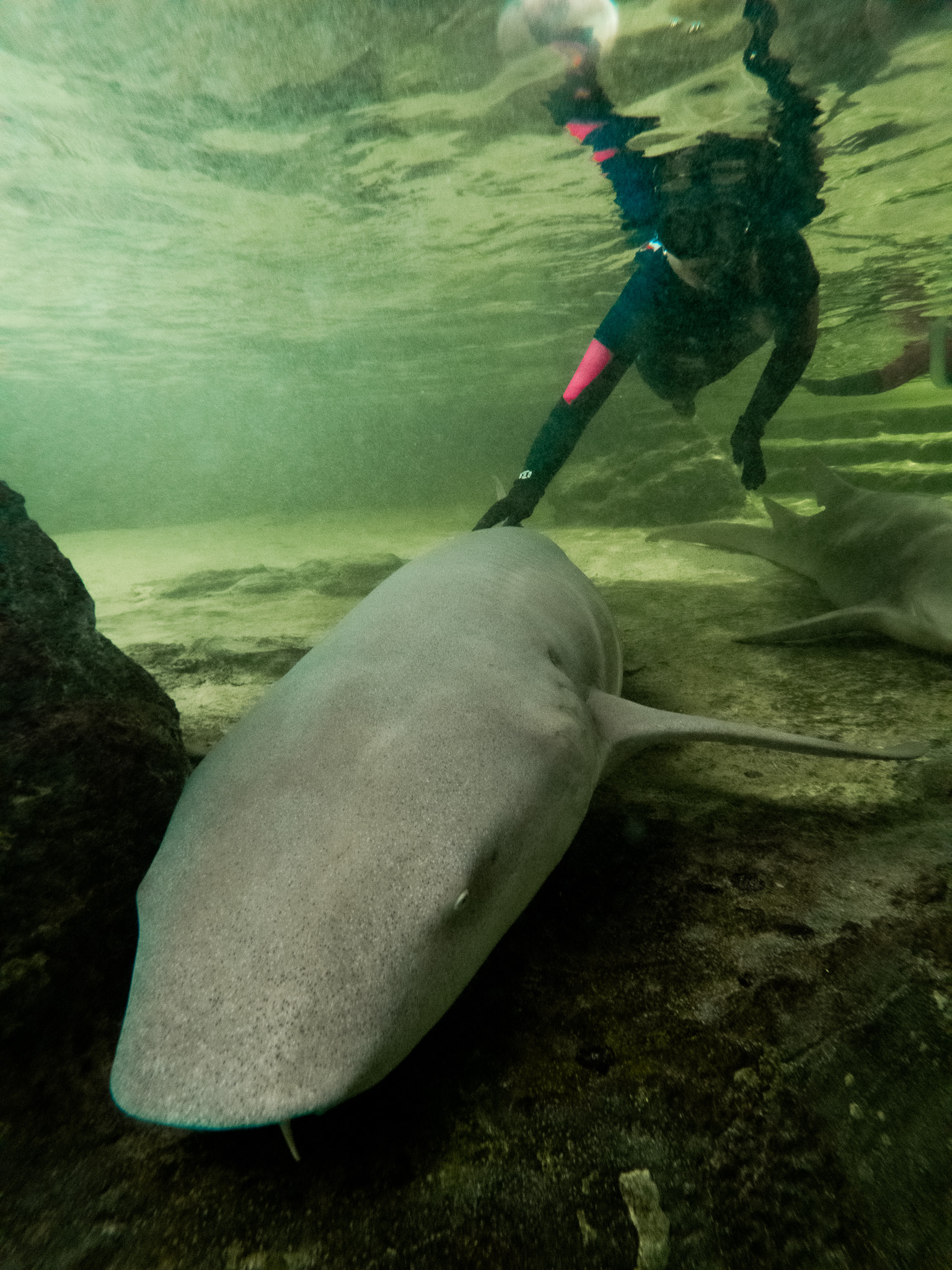 Touch the sharks during your snorkel