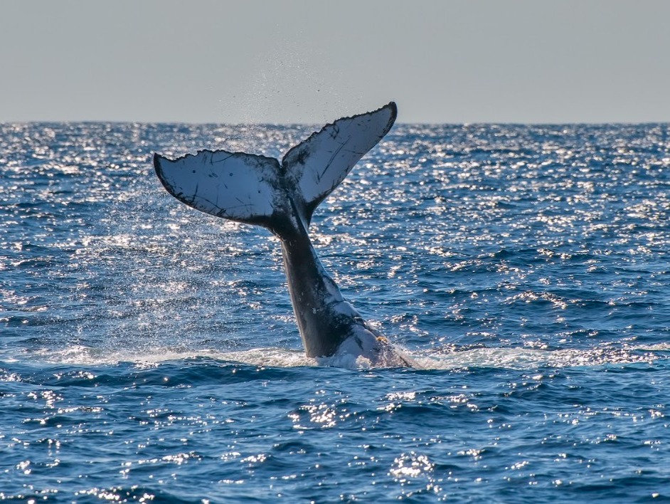 Capture breathtaking moments as humpback whales leap and splash against the iconic Rio de Janeiro backdrop