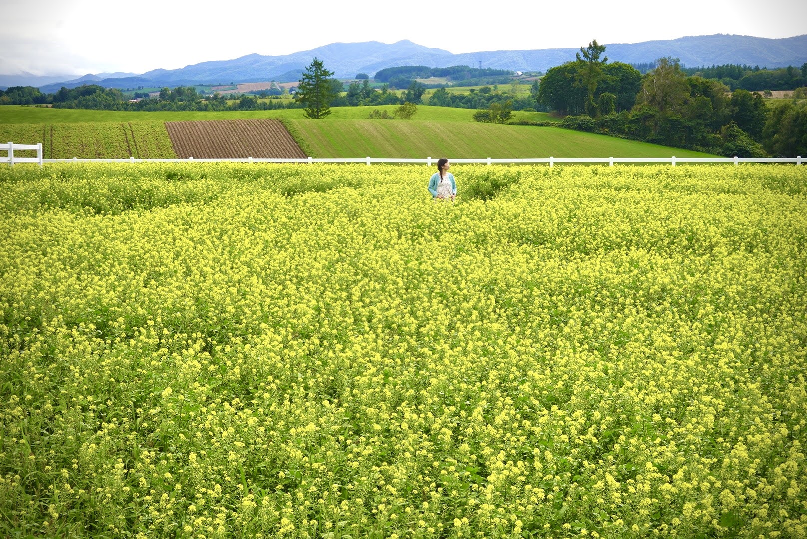 北海道｜夏日富良野浪漫追逐薰衣草花田一日團｜日之岀公園／富田農場／四季彩之丘+白金青池+美瑛牧場｜札幌出發