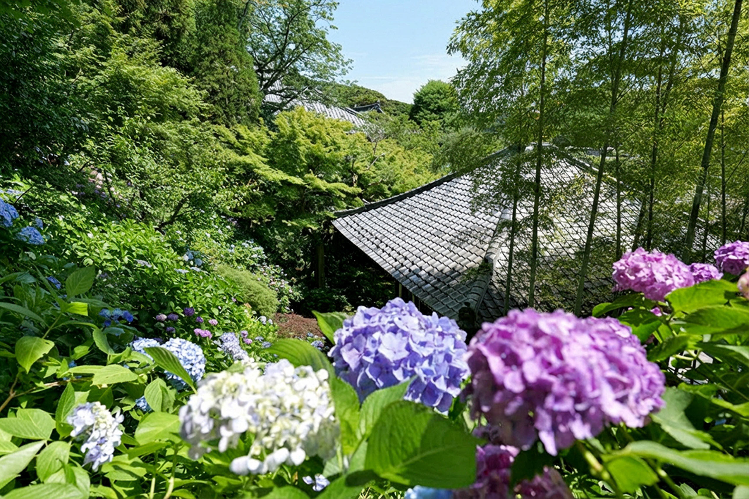 【六月精選】在極樂寺車站捕捉令人驚嘆的紫色繡球花。 【六月精選】在極樂寺車站捕捉令人驚嘆的紫色繡球花。