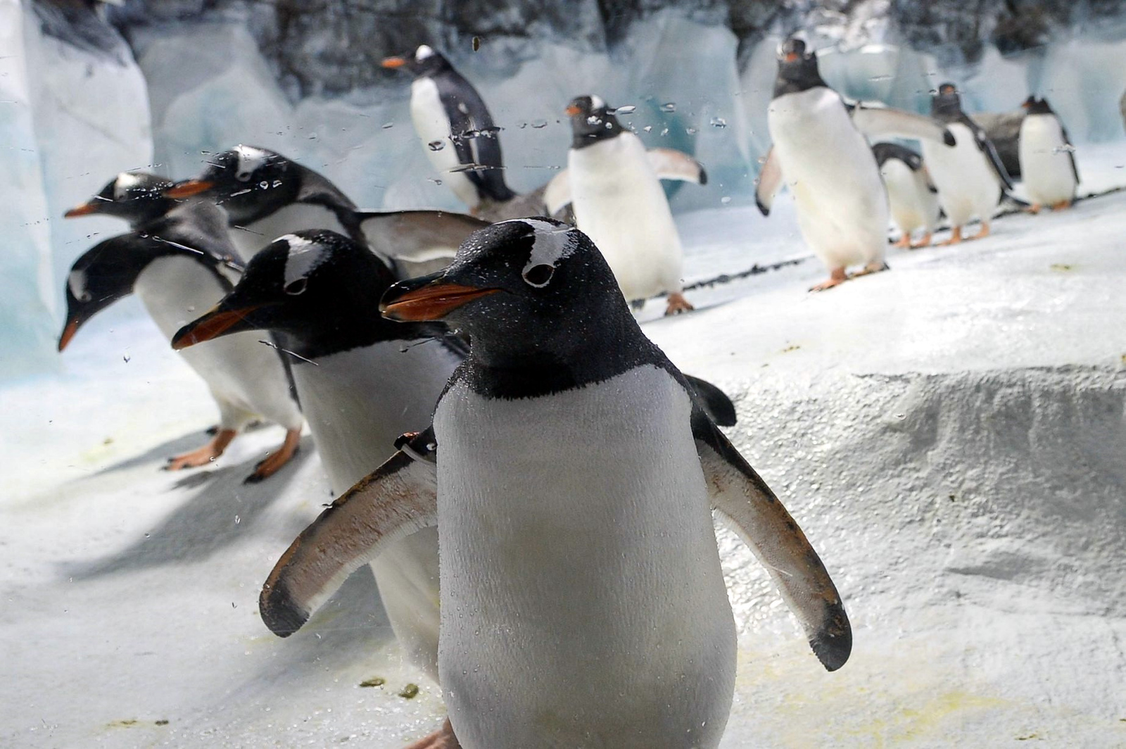 penguin