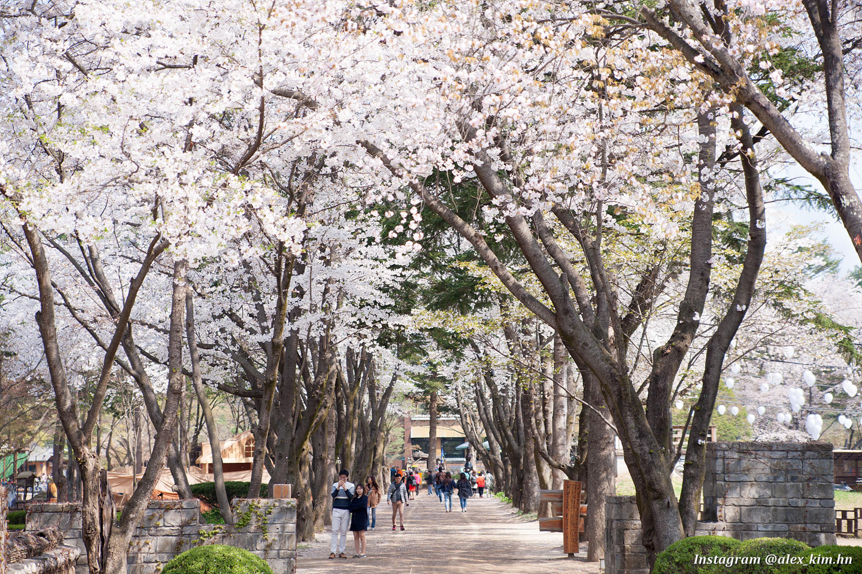 南怡島／加平／京畿道春季賞櫻一日遊