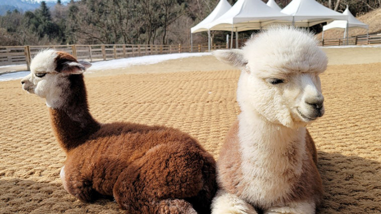 園區內提供多樣溫和的活動，從近距離接觸動物到悠閒漫步，鼓勵您放慢腳步，細細品味旅行的純粹美好。