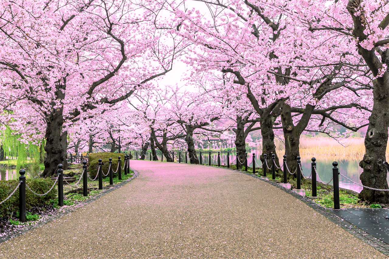 櫻花季限定｜花香櫻韻東京賞櫻名所一日遊