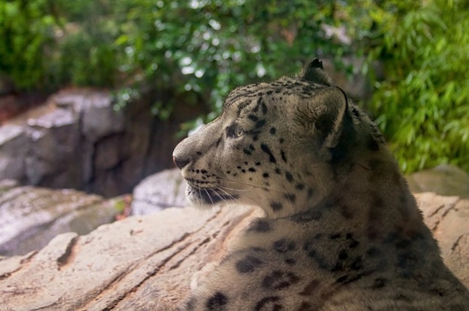 中央公園動物園 & 3小時曼哈頓步行遊