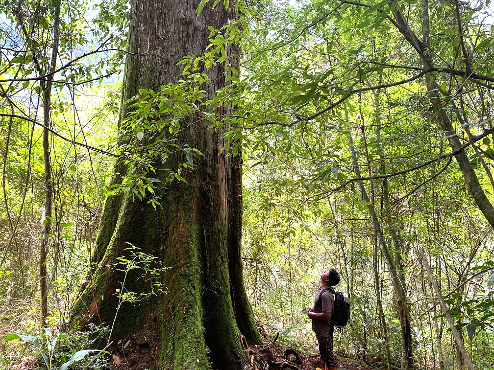 嘉義: 阿里山特富野noyoca巨木群生態體驗