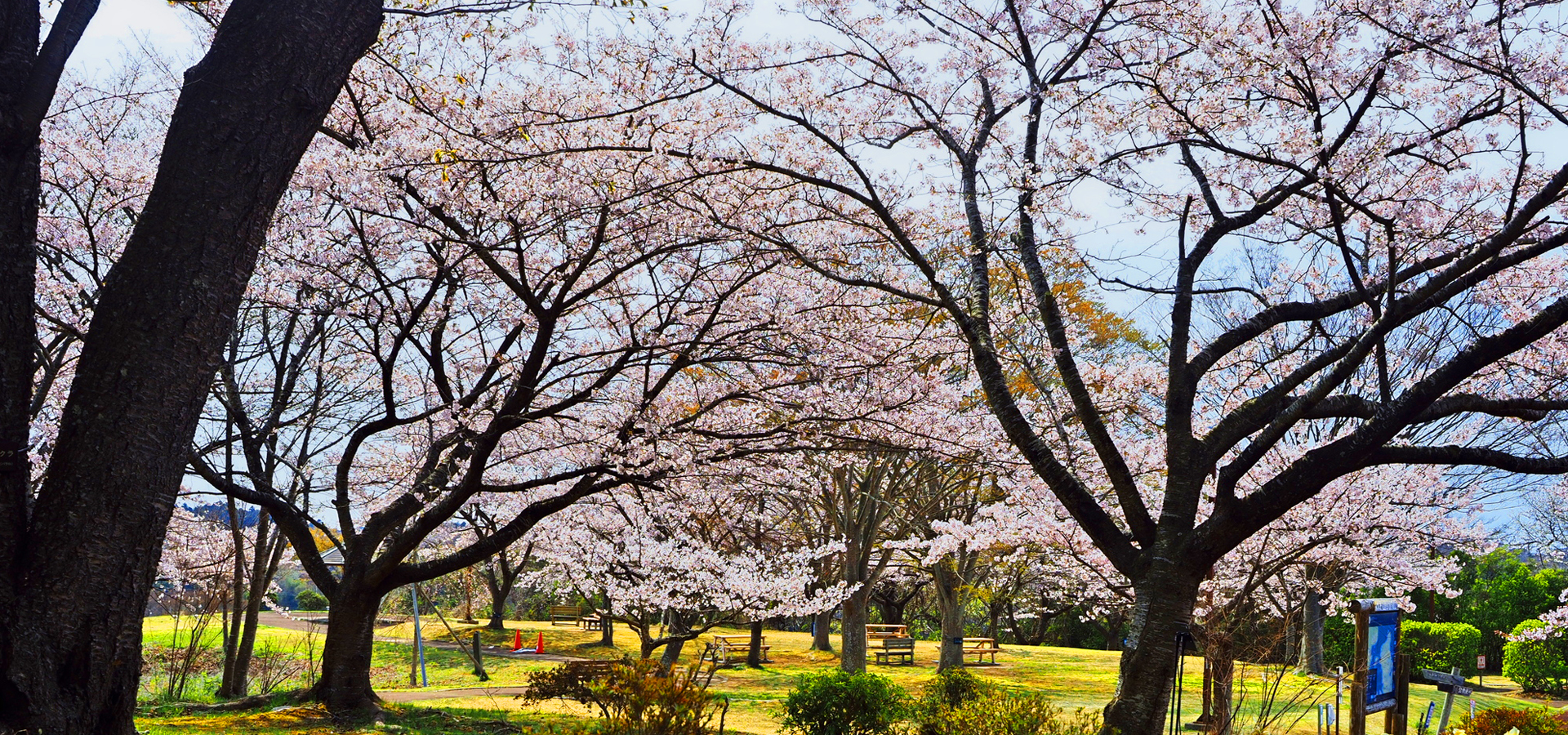 多聞山展望廣場公園 櫻花