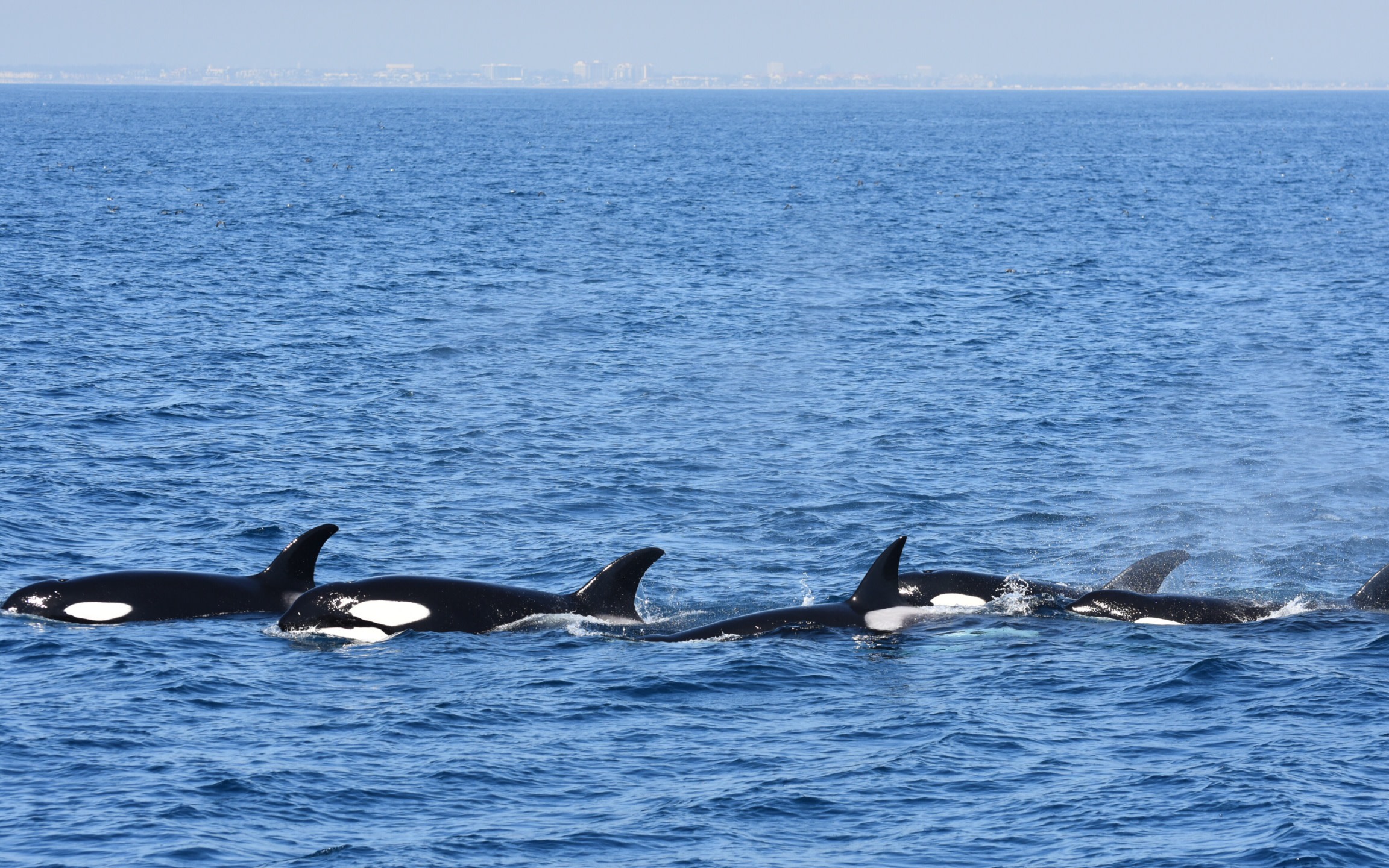 Whale Watching and Dolphin Tour from West Harbor, Los Angeles