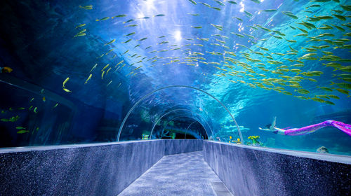 China Fish Vision Ocean Kingdom