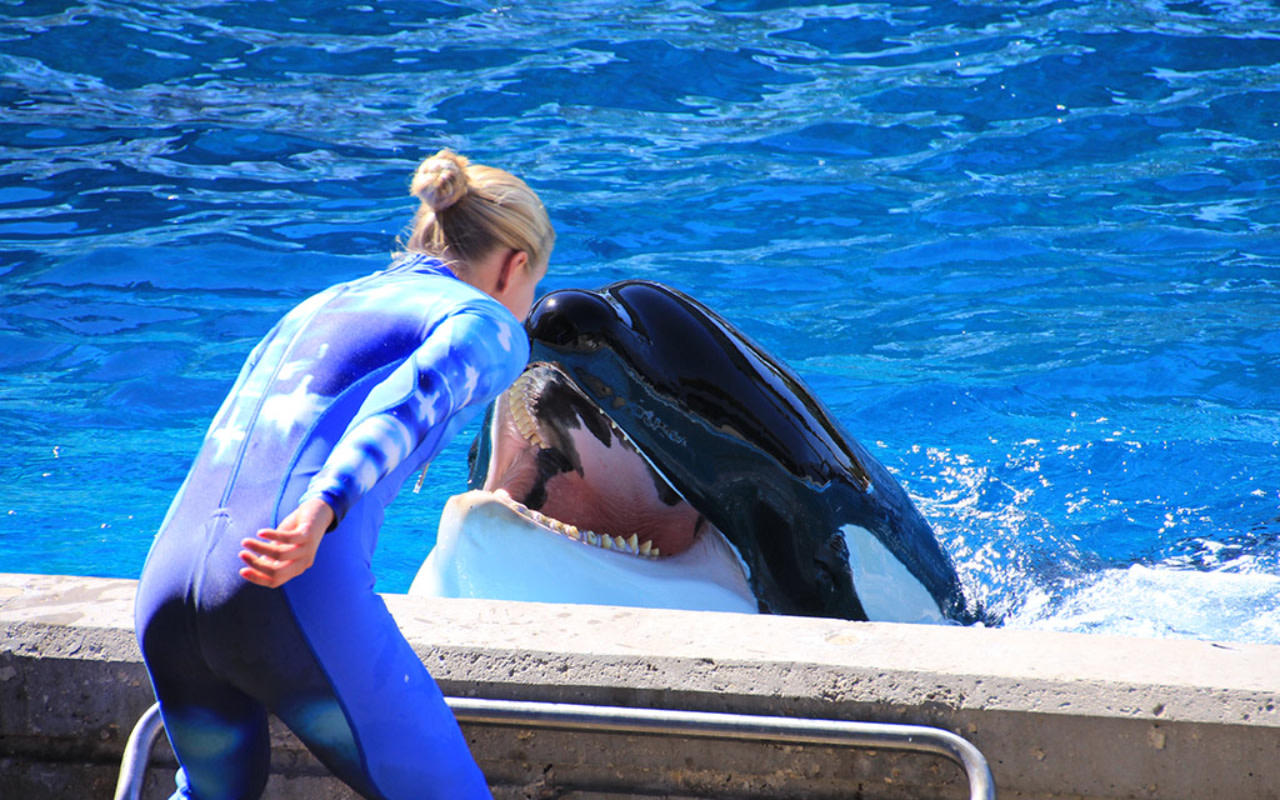 盡情暢玩各種景點、精彩表演、刺激遊樂設施,並探索令人驚嘆的海洋生物體驗。 盡情暢玩各種景點、精彩表演、刺激遊樂設施,並探索令人驚嘆的海洋生物體驗。