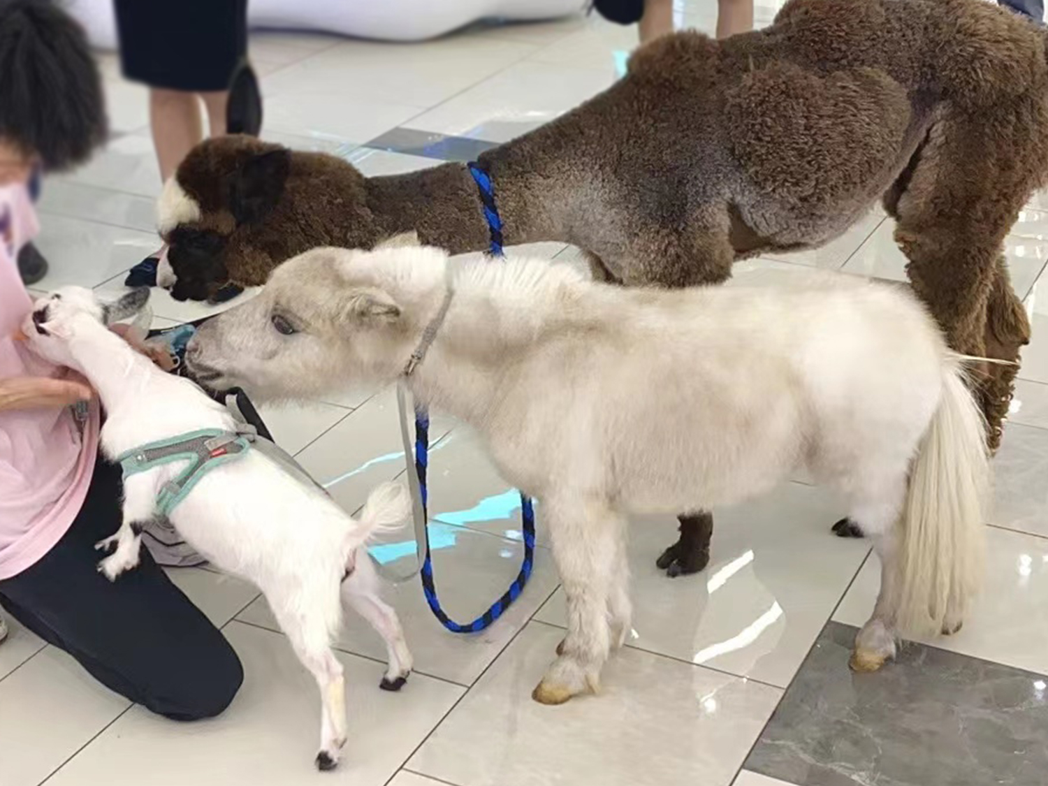 深圳野恩動物樂園（龍崗萬達廣場店）能摸、能抱、投餵互動、零距離接觸萌寵