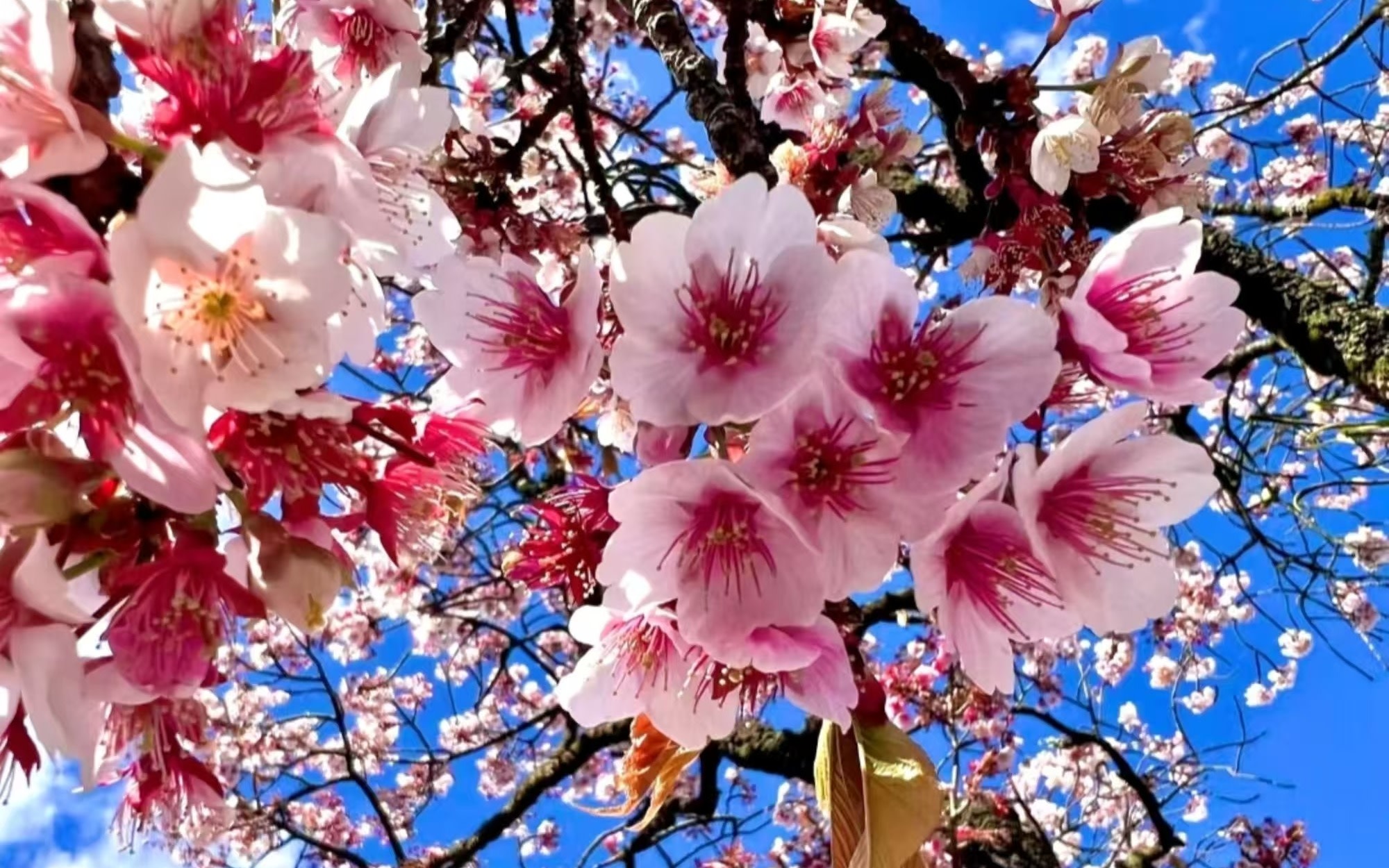 [Tokyo Kawazu Cherry Blossom Day Trip] Small group tour + night cherry blossom viewing + Spout Fountain Park foot bath + Raikyu Bridge, a secret spot for viewing cherry blossoms.