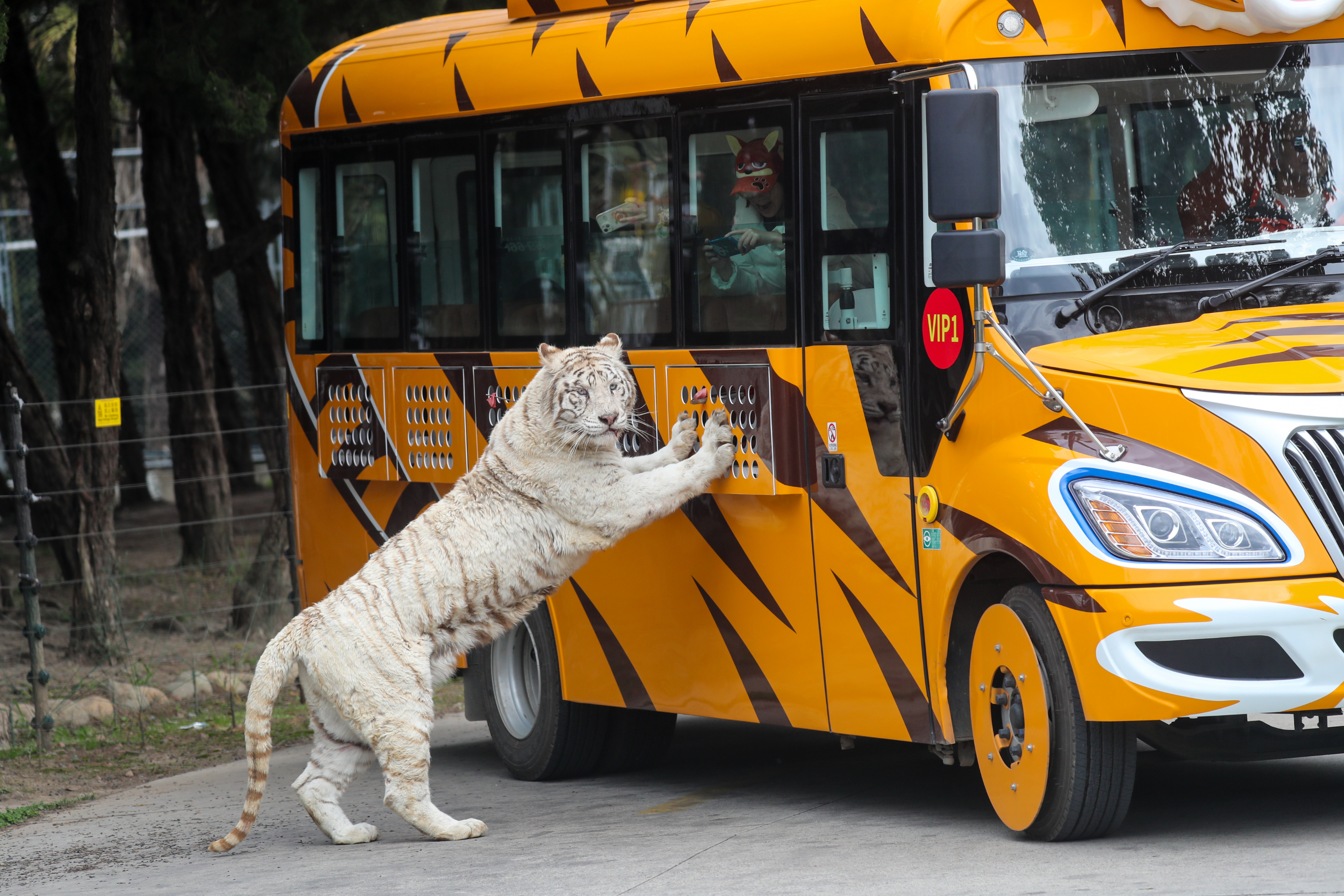 園區也為遊客提供專屬付費VIP餵食體驗，遊客可透過餵食桿近距離餵食動物，並與它們親密互動，享受身臨其境、生動逼真的餵食場景，獲得非凡體驗。