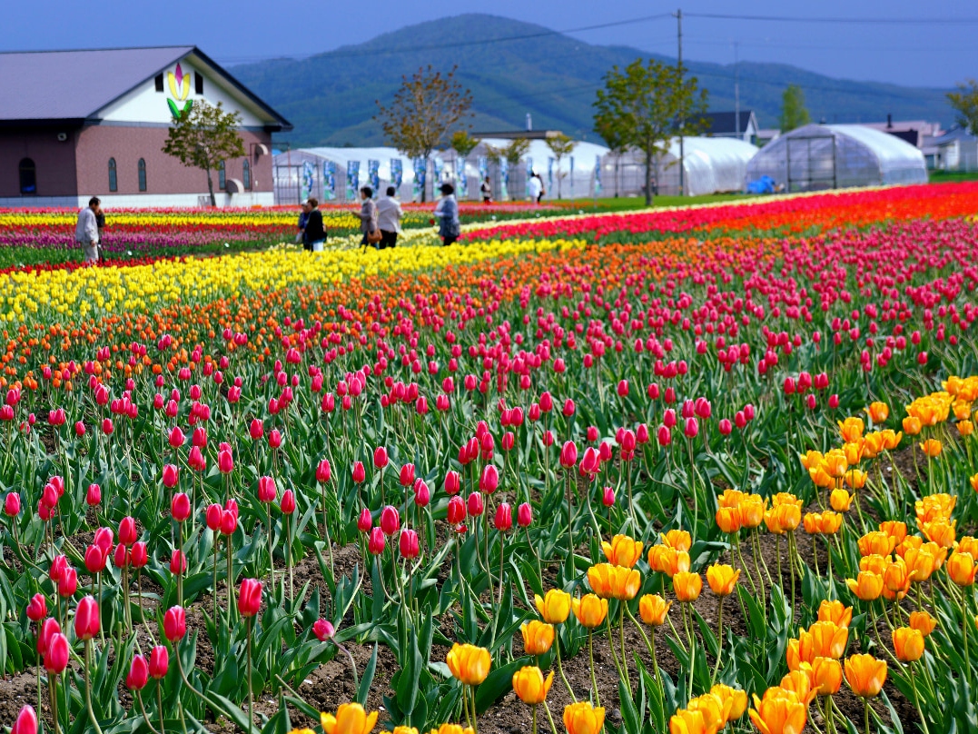 北海道: 瀧上芝櫻公園＆上湧別鬱金香公園 (含北海道海鮮爐端燒) - 旭川出發