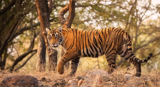 From Delhi: Haridwar, Rishikesh and Jim Corbett Safari 4-Day Tour