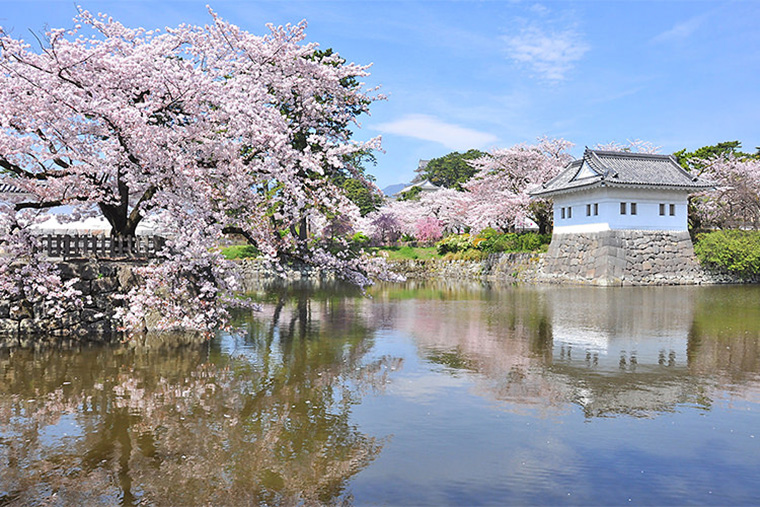 Odawara Castle is a famous historical city in Kanto. Every year from late March to early April, cherry blossoms are in full bloom. More than 300 cherry trees embellish the ancient city into a dreamy pink sea of flowers. The flowers can be admired during t