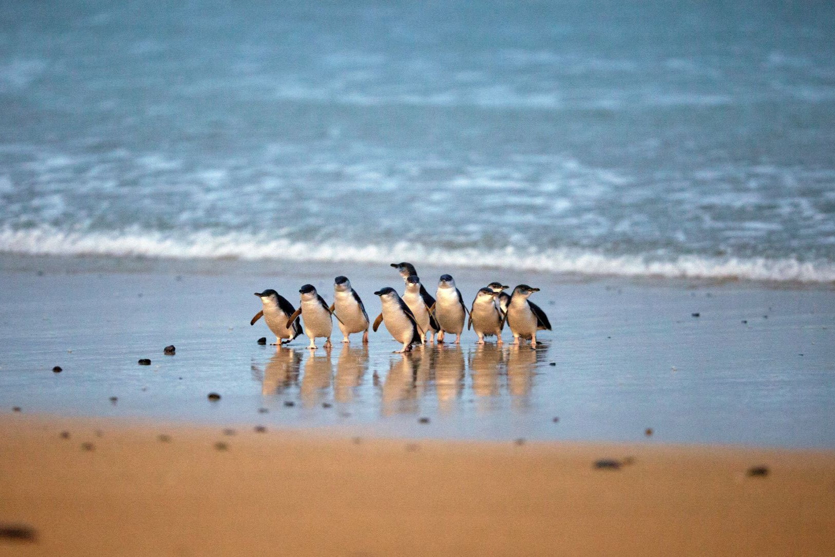 Phillip Island Penguins Wildlife Adventure Tour