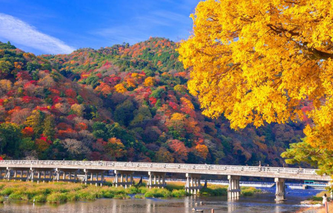 秋日的渡月橋，周邊山巒被赤紅、金黃的楓葉染透，倒映在澄澈河面上，如同一幅絢麗的油畫。
