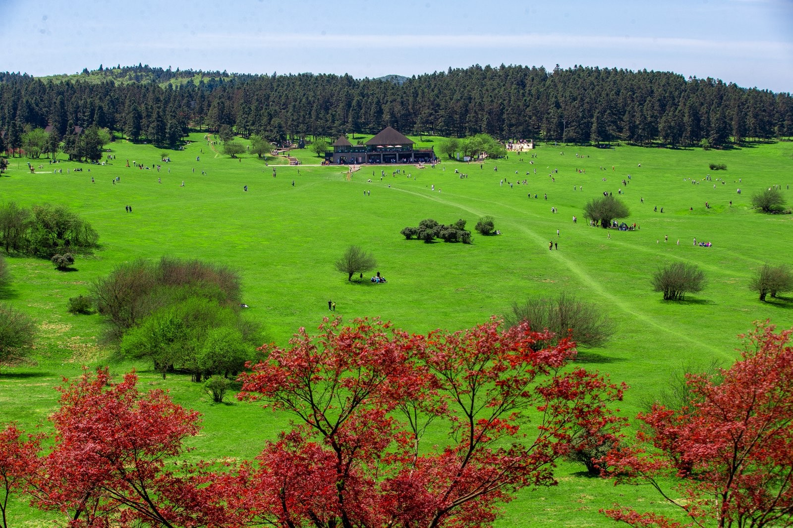 季節性花季圖片，圖片僅供參考