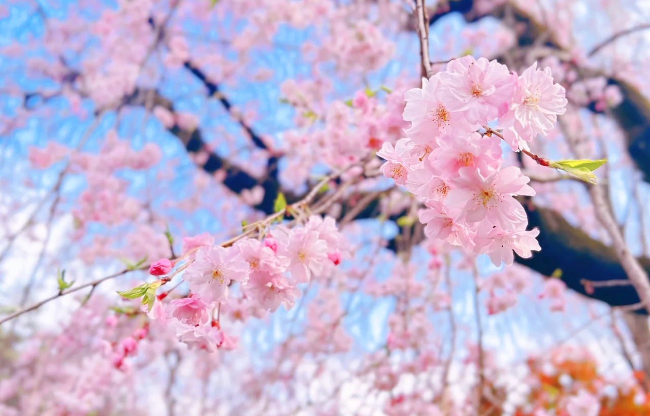 [tokyo] Cherry Blossom Season Exclusive 