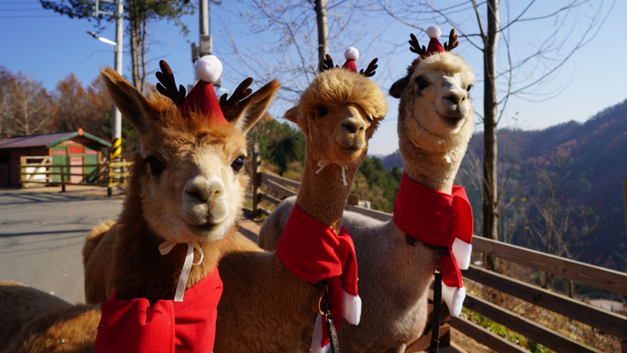 孩子們特別喜歡與溫馴的羊駝互動。