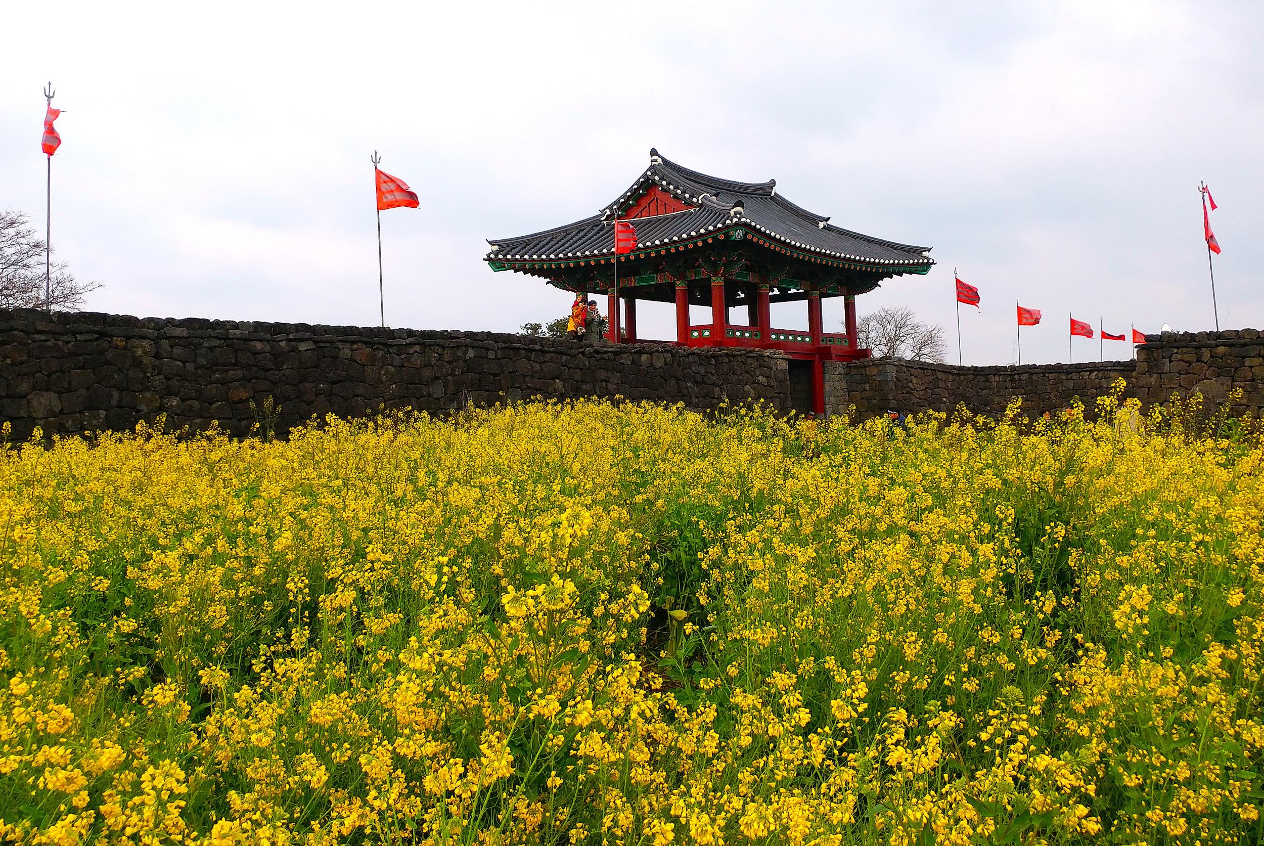 濟州BTS及韓劇小團遊，包含史努比花園