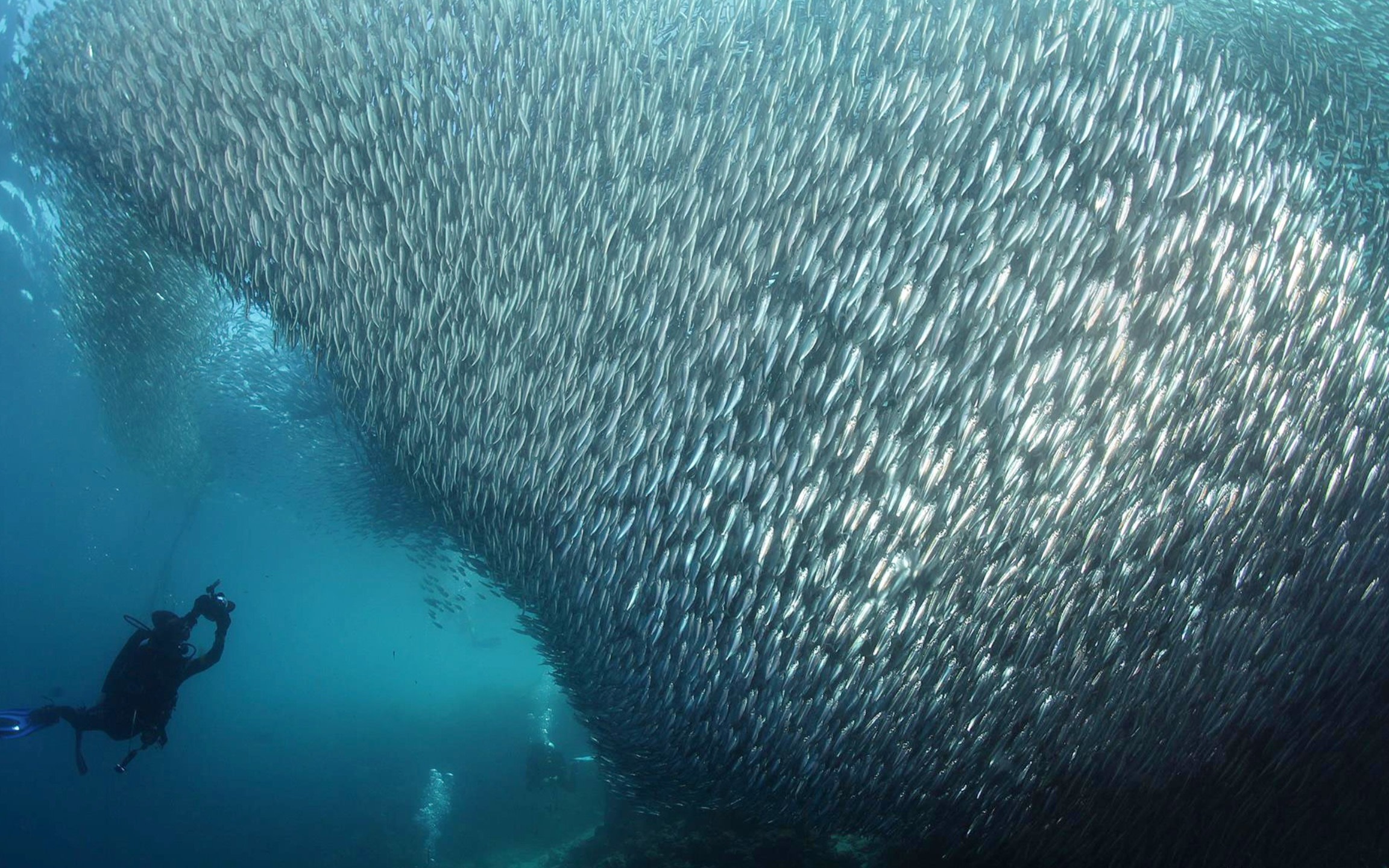 Dive into a Silver Storm: Moalboal's Sardine Run with PADI 5* Center