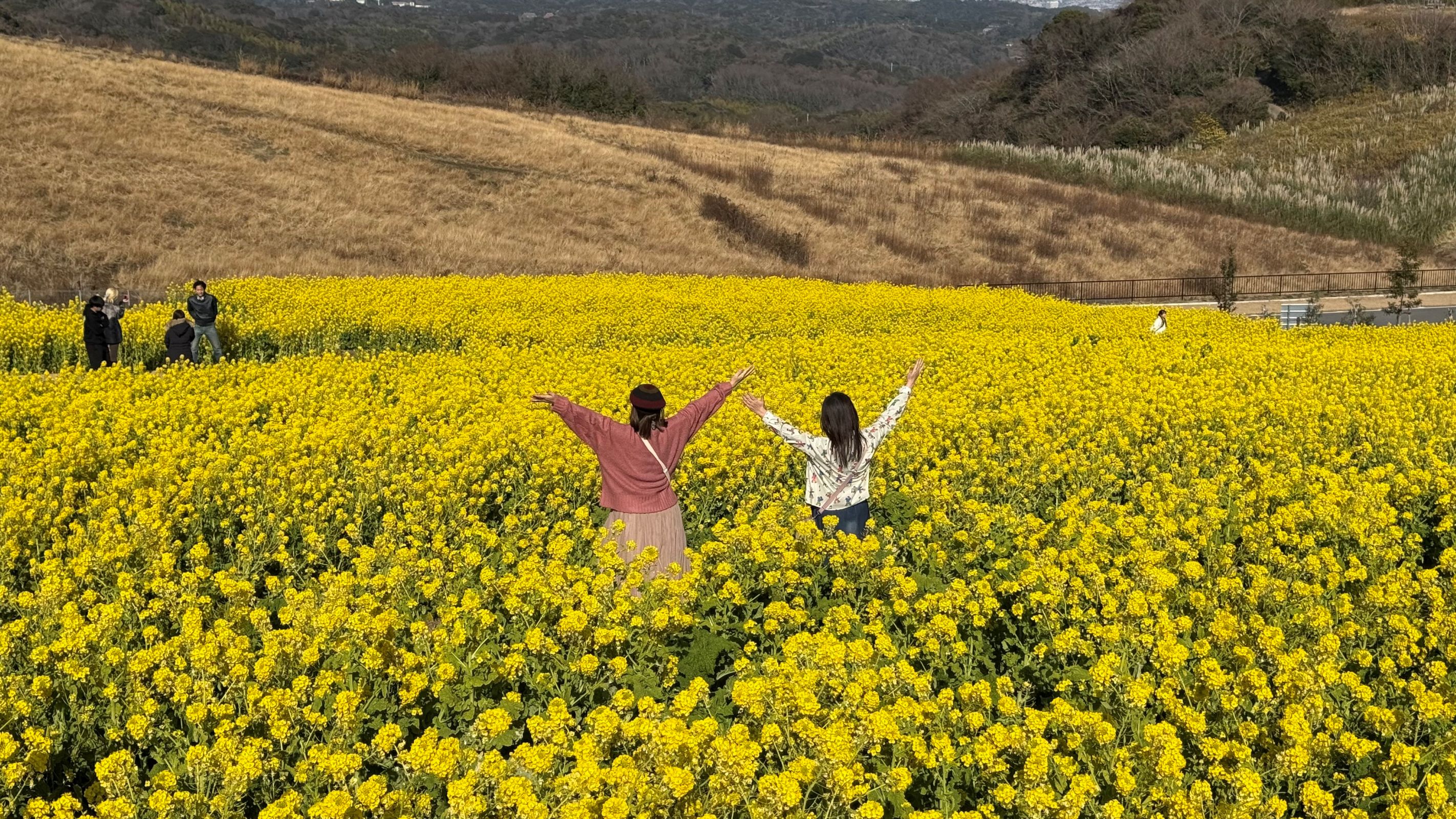 2026年的迎春的花海慢慢開始復甦了，一整片はなな花菜提前迎春了。