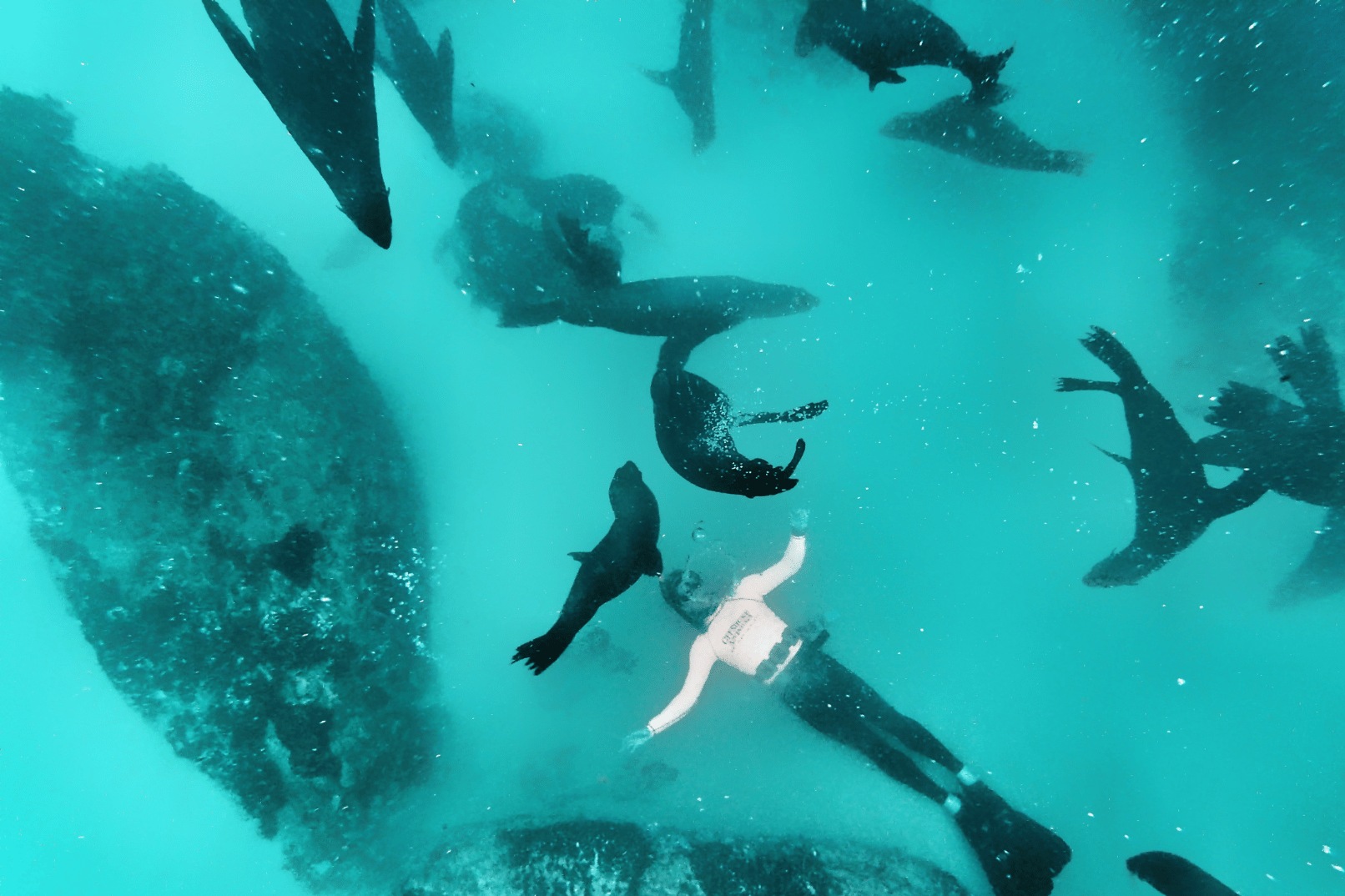 Swim with Seals or Seal Viewing Tour 