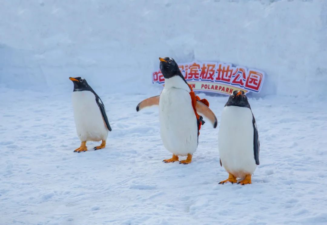 哈爾濱極地公園門票