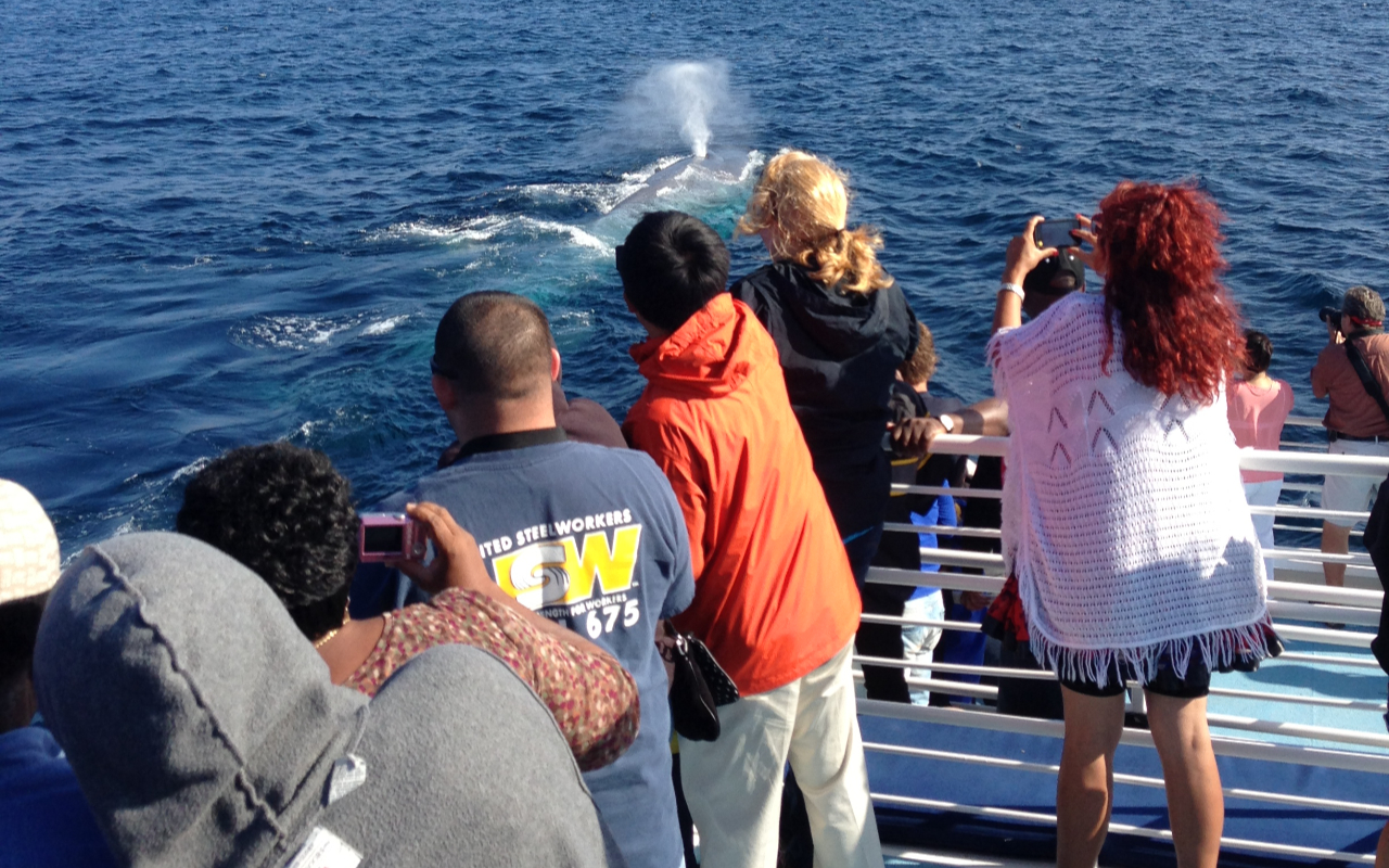 Experiencing pure wonder watching a magnificent whale on the deep blue