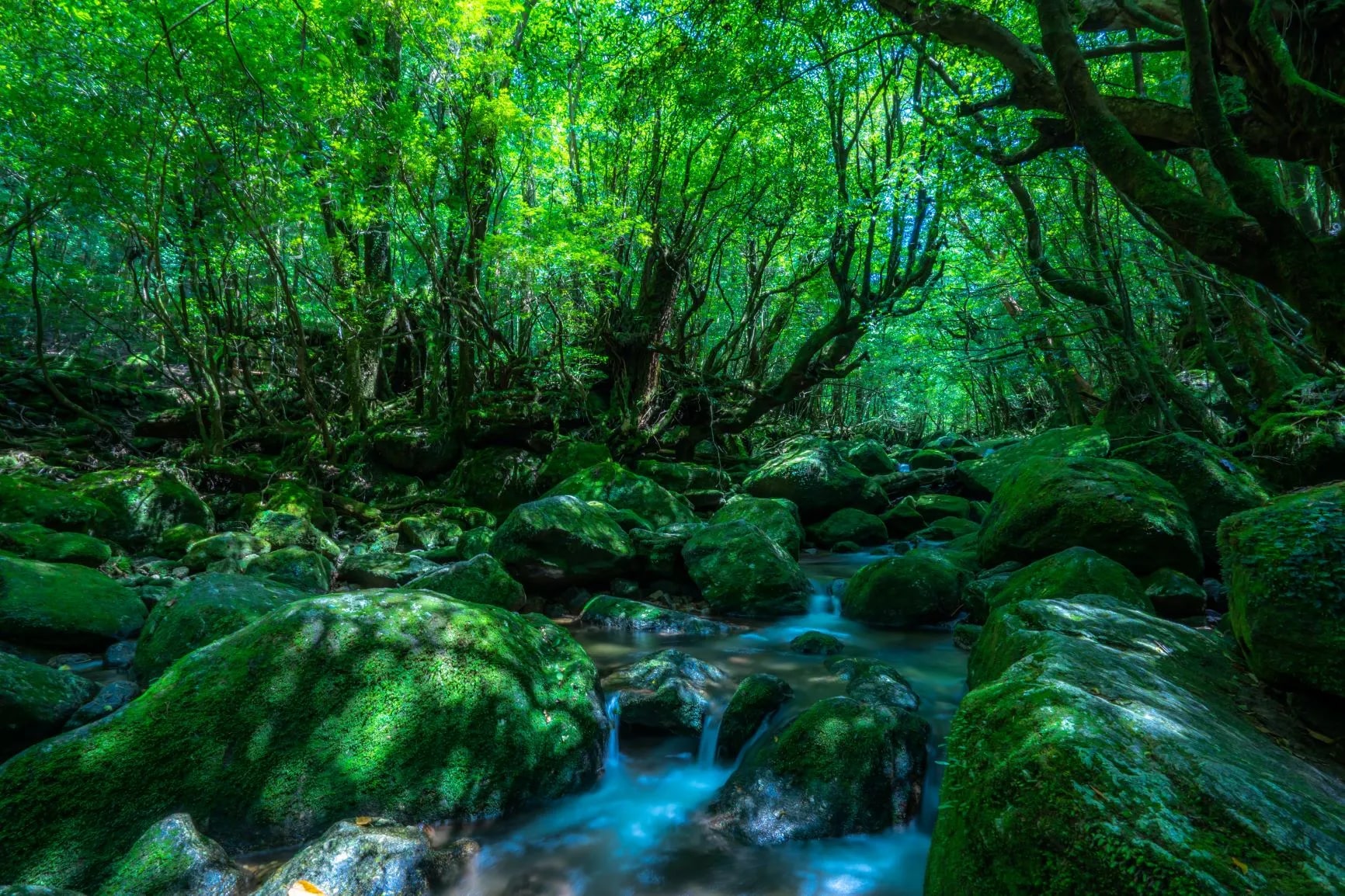 屋久猿觀光巴士：屋久島上午半日遊