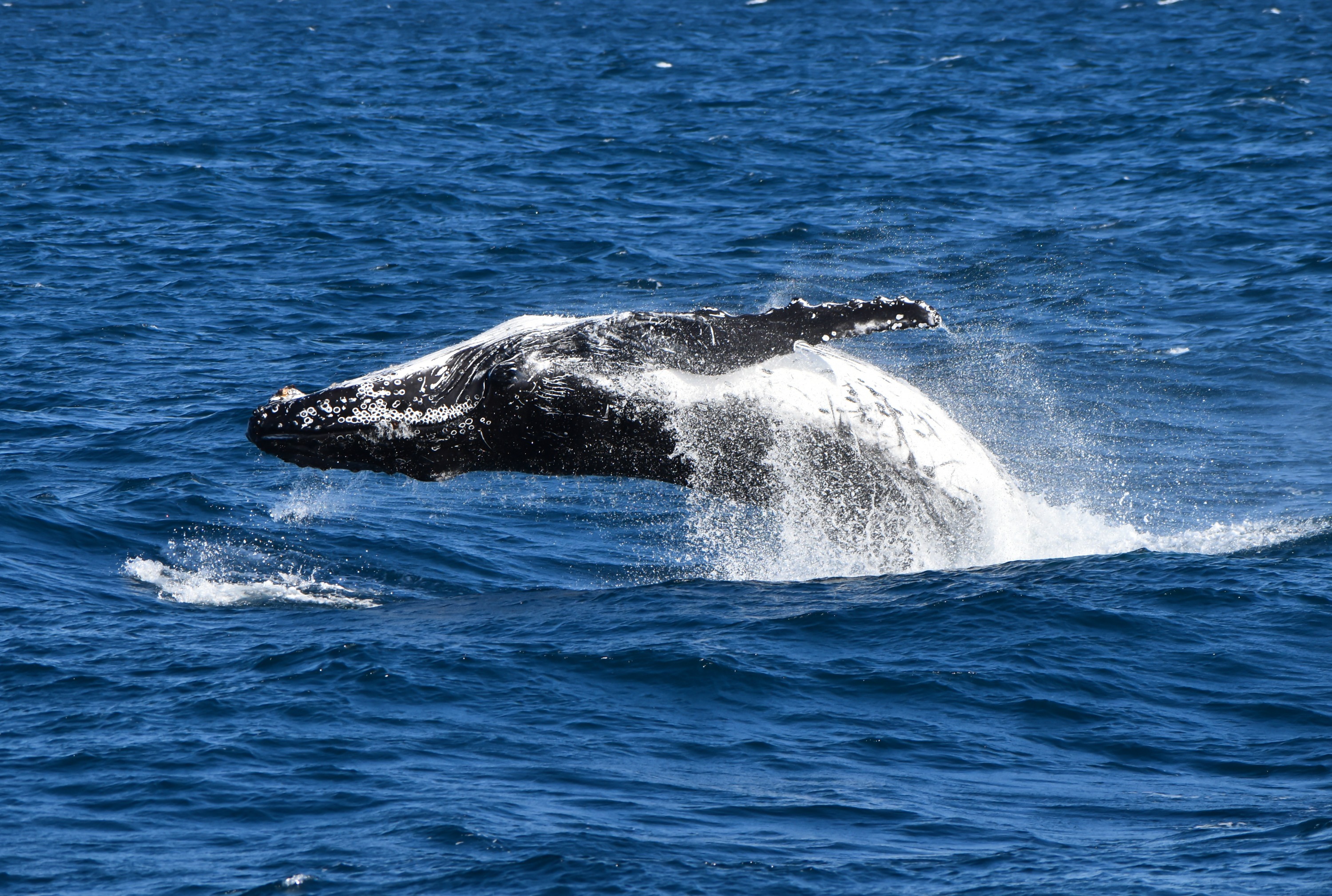 Dolphin & Whale Watching Cruise in Phillip Island