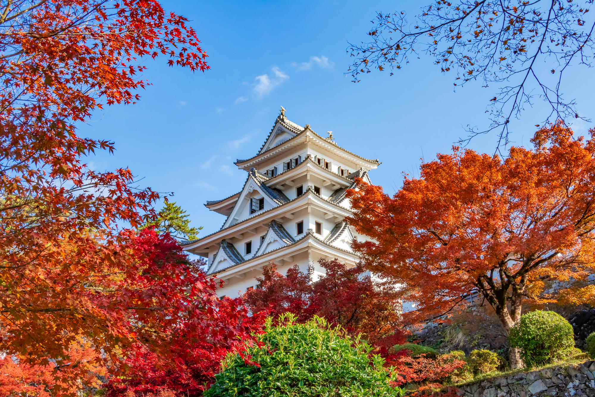 【郡上八幡城 秋季】
秋季的郡上八幡城被紅葉與金黃色樹林包圍，景色絢麗迷人。從天守可眺望層層山巒與城下町交織的秋色，是賞楓的絕佳地點。清爽的氣候與鮮明的色彩，使整體氛圍更加浪漫與靜謐。※門票需自理