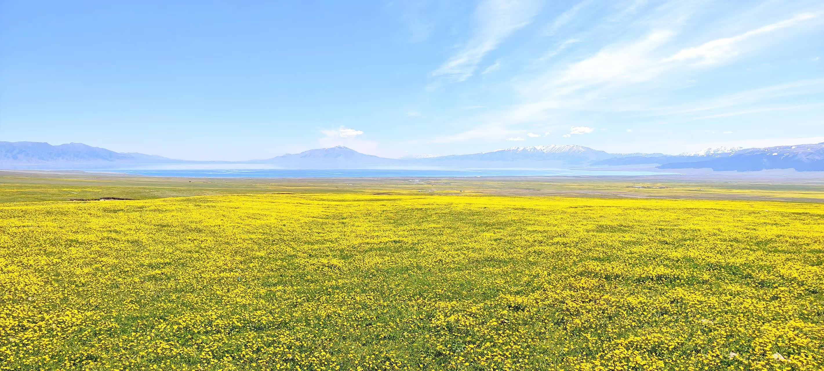 廣闊無垠的金黃野花鋪滿山前草甸，層層花海延伸至碧藍湖畔。遠處連綿雪山覆著薄雪，澄澈晴空飄著細長雲絲，天地開闊柔和，金黃、湖藍與遠山青灰相融，盡顯新疆湖畔草原治癒遼闊的春日盛景