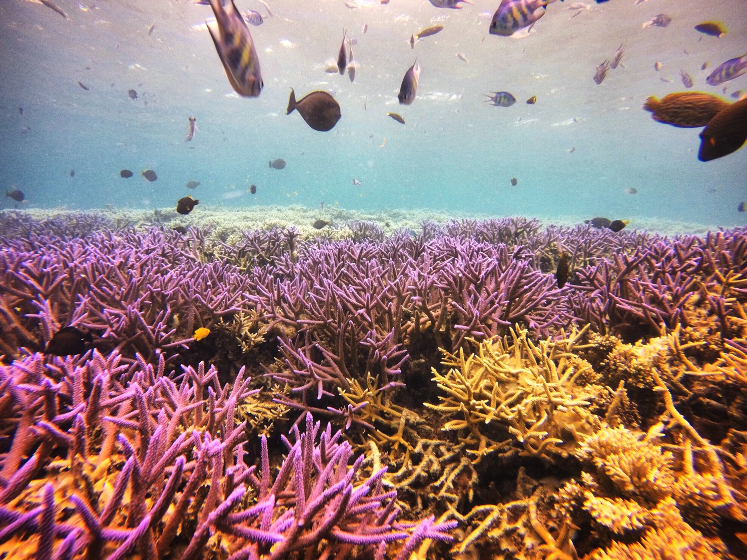 帛琉｜洛克群島浮潜一日遊｜東線-水母湖路線