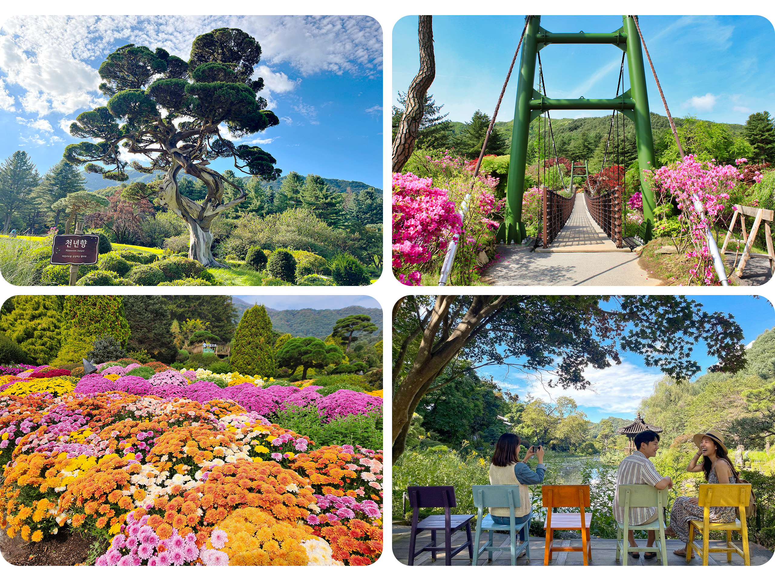 漫步於韓國最美麗的私人花園之一「晨靜樹木園」，欣賞大自然生機盎然的景象。探索花園內各式各樣的風景名勝，包括擁有千年歷史的千禧杜松樹、雲橋，以及