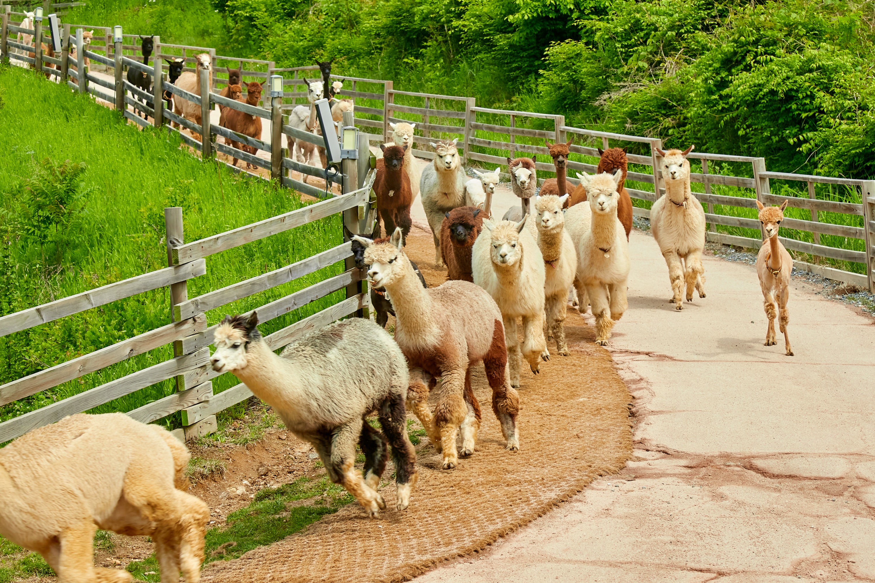 在翠綠的山坡小徑上，一群羊駝悠閒漫步。
