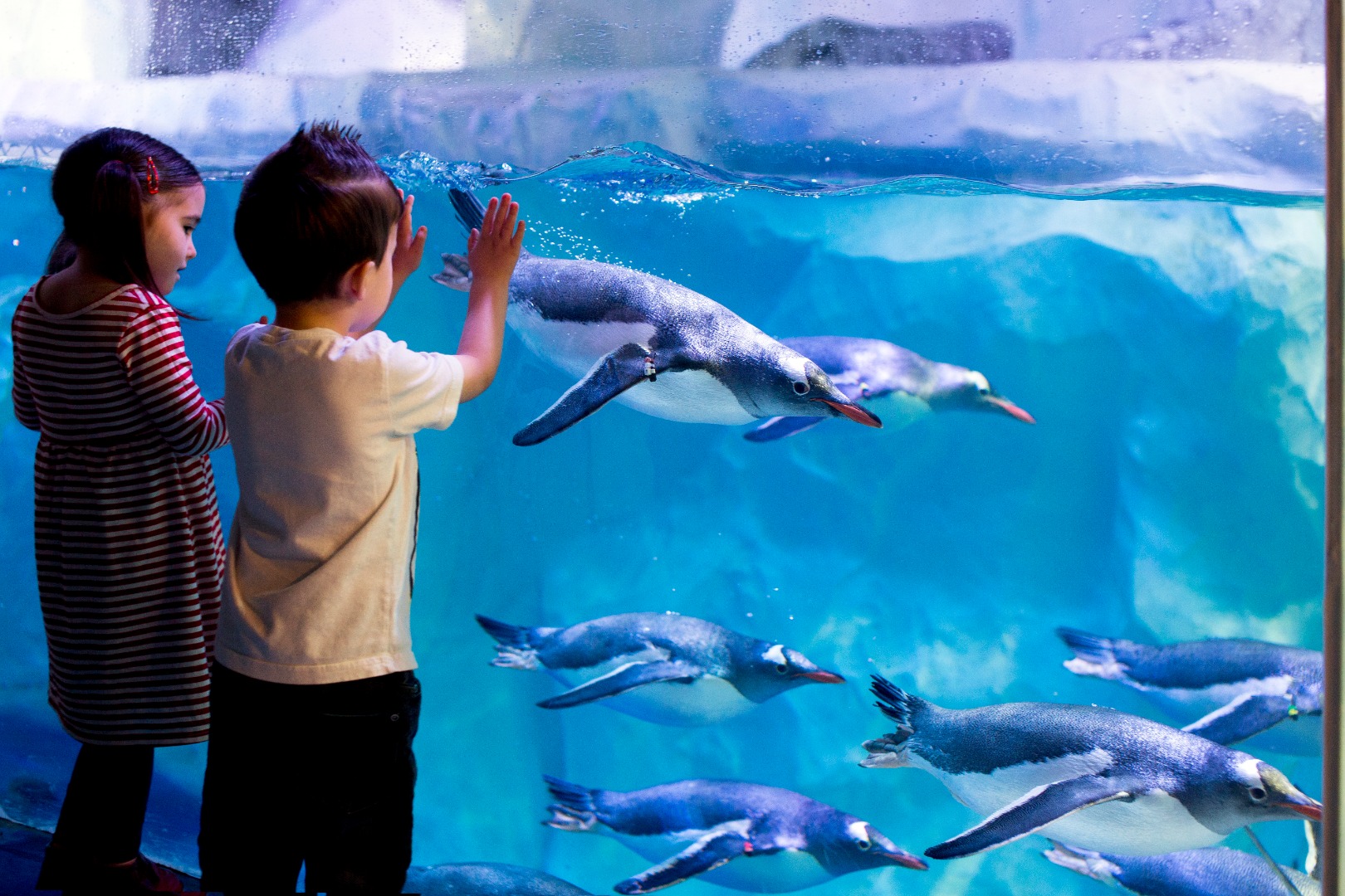 巴黎水族館門票