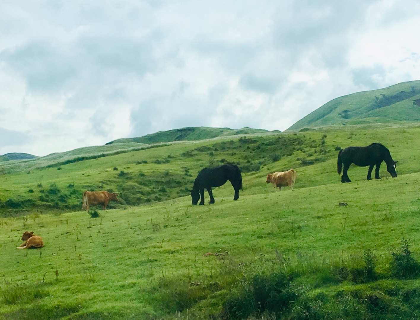 草千里之濱是阿蘇五嶽之一,草原從烏帽子嶽的山麓延伸至半山腰處,與雨水積存形成的水池相映,是阿蘇數一數二的美景。在這裡能夠放牛騎馬,享受恬靜的風景。 草千里之濱是阿蘇五嶽之一,草原從烏帽子嶽的山麓延伸至半山腰處,與雨水積存形成的水池相映,是阿蘇數一數二的美景。在這裡能夠放牛騎馬,享受恬靜的風景。