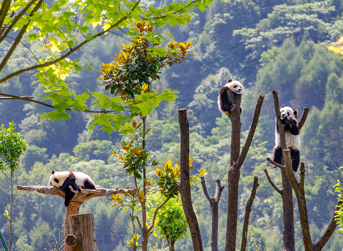 Wolong China Giant Panda Park Shenshuping Base One-day Tour/Charter Tour