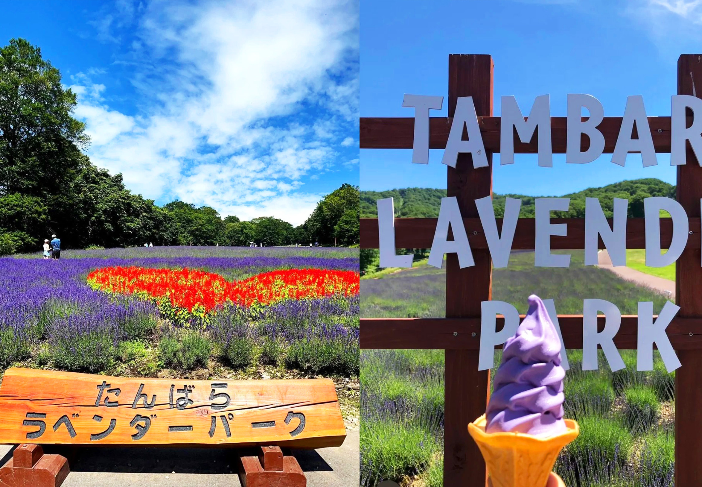 玉原薰衣草公園-聞香而至的紫色薰衣草花海 玉原薰衣草公園-聞香而至的紫色薰衣草花海