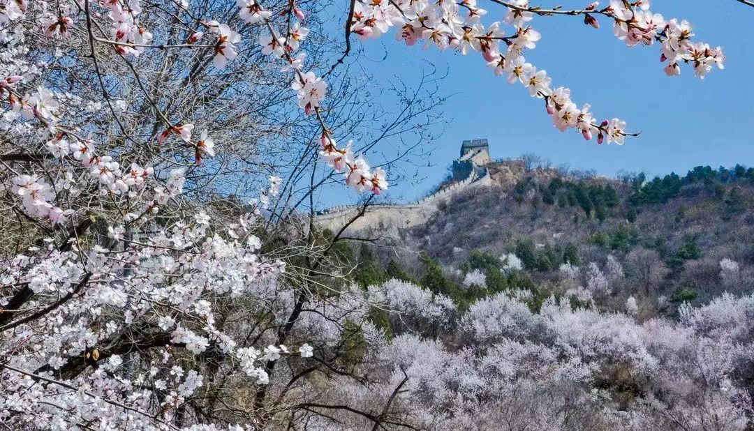 春日裡，長城沿山坡蜿蜒舒展，粉白杏花簇擁成框將其環抱，古老的歷史與鮮活的自然之美邂逅相融，繪就出令人驚豔的景緻。