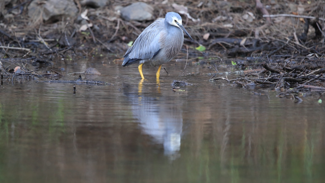 Bharatpur Bird Sanctuary Overnight Tour from Delhi