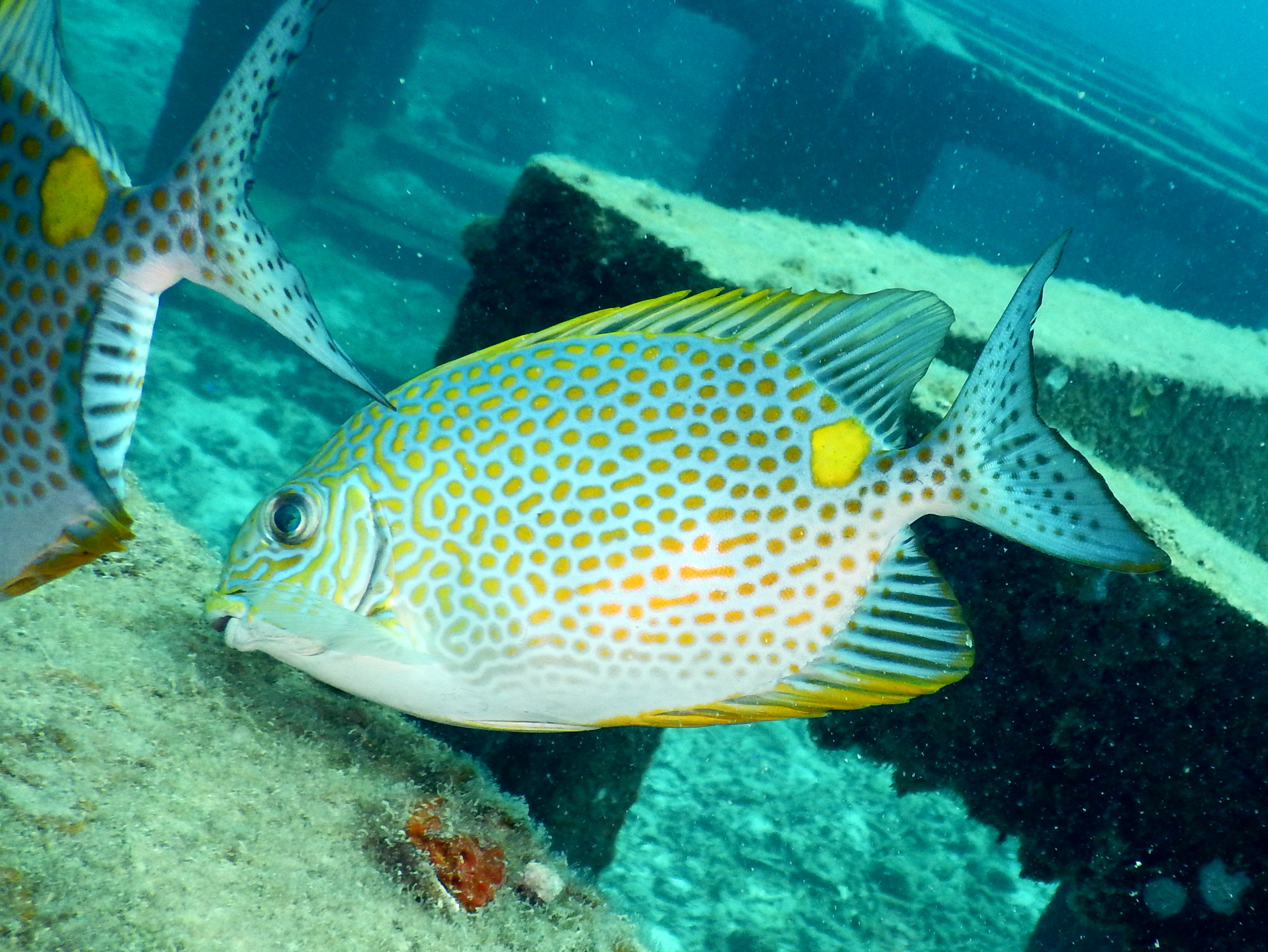 PADIトライスキューバダイビングコース（サムイ島 / PADI 5 Star Dive Center提供）